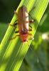 Cantharis livida